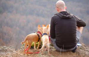 pet traveling