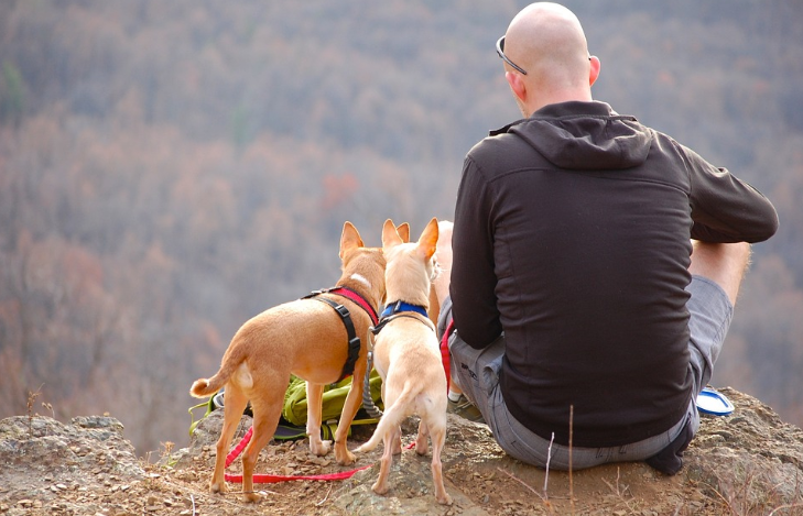 pet traveling
